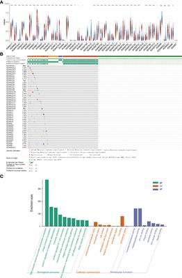 ADAMDEC1 accelerates GBM progression via activation of the MMP2-related pathway